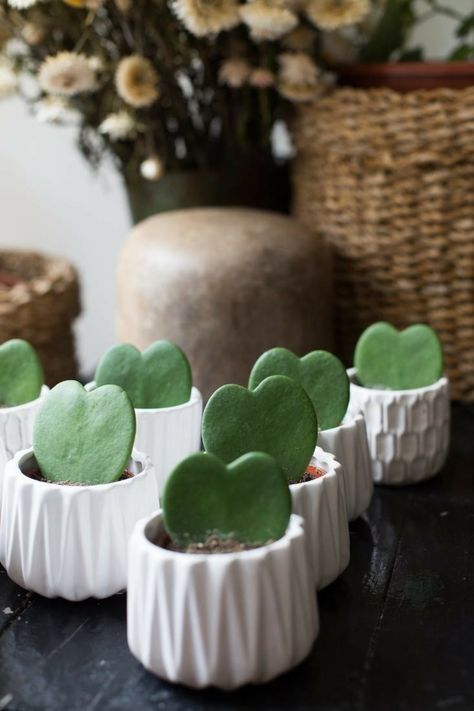 Heart shaped cactus String Of Hearts Plant, Hoya Kerrii, Succulent Favors, Succulent Gardening, Succulents Indoor, Succulent Care, Love Garden, Rare Succulents, Garden Care