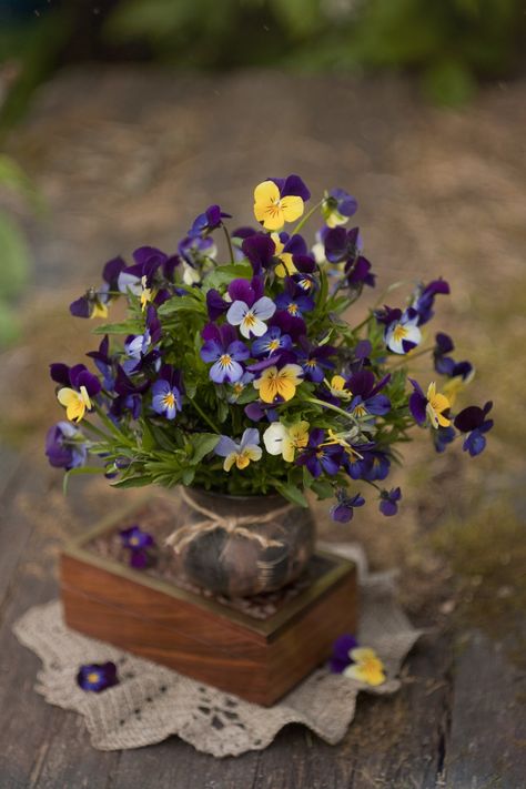 Pansies Wedding Bouquet, Pansy Flower Arrangements, Pansy Floral Arrangements, Pansy Arrangements, Pansy Centerpiece, Viola Bouquet, Pansy Flowers Garden, Violet Flower Bouquet, Pansies Wedding