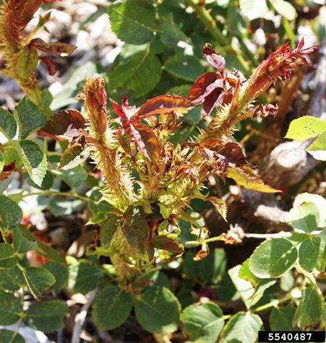 What is rose rosette disease? | Proven Winners Rosette Disease, Rose Diseases, Knock Out Roses, Flowers Feed, Rose Plant Care, Knockout Roses, Common Diseases, Flower Cottage, Rose Gardens