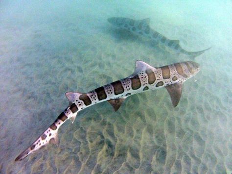 Leopard sharks Leopard Shark Photography, Cardboard Shark, Sea Puppies, Cartilaginous Fish, Marine Poster, Zebra Shark, Ocean Wildlife, Leopard Shark, Types Of Sharks