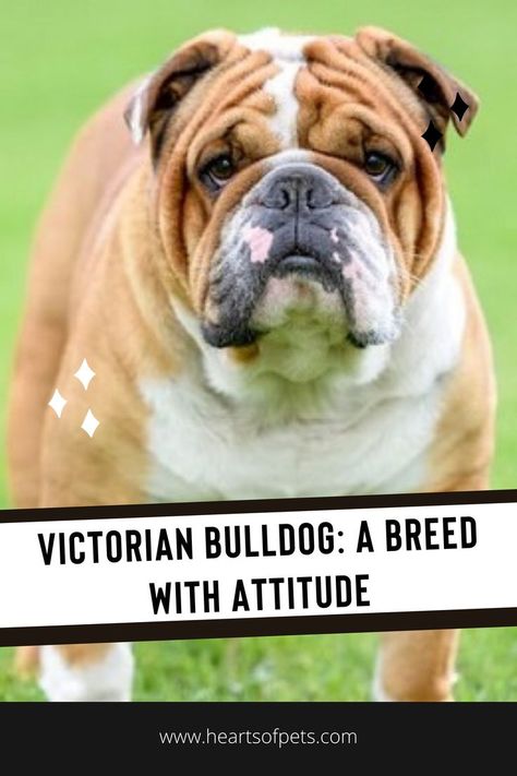 You may have heard that the Victorian Bulldog is a breed that was developed in the 1800s and it has been a popular companion animal for many decades. These dogs are noted for their loyal, protective personality and they often do well with children. Victorian Bulldog, Animal Companions, Bulldog, Dogs, Animals