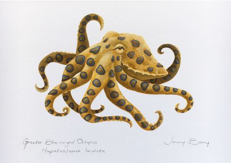 "Blue-ringed Octopus - Scientific Illustration" by Jenny Berry. Paintings for Sale. Bluethumb - Online Art Gallery Octopus Scientific Illustration, Blue Ringed Octopus Drawing, Blue Ringed Octopus, Ringed Octopus, Octopus Art Print, Octopus Drawing, Octopus Illustration, Octopus Tattoo Design, Marine Creatures