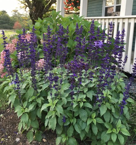 Salvia 'Mystic Spires' Mystic Spires Blue Salvia, Oasis Backyard, Garden Plan, Patio And Garden, Backyard Oasis, Garden Planning, Garden Ideas, Color Combinations, Oasis