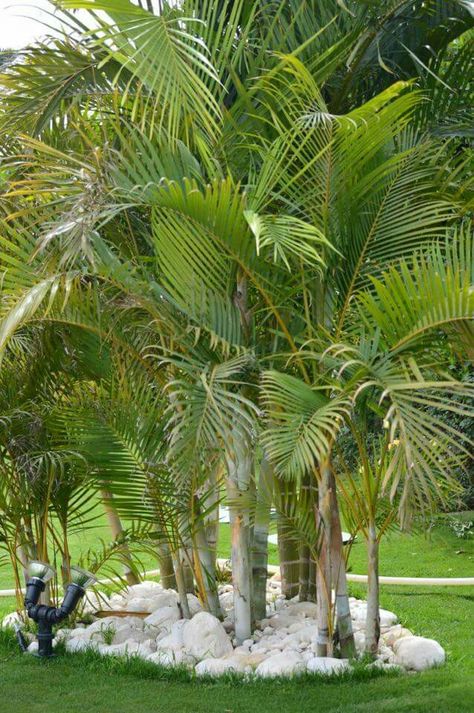 Types Of Pine Trees, Campsite Decorating, Palm Trees Landscaping, Large Indoor Plants, Palm Garden, Backyard Plants, Beautiful Nature Wallpaper Hd, Garden Architecture, Garden Yard Ideas