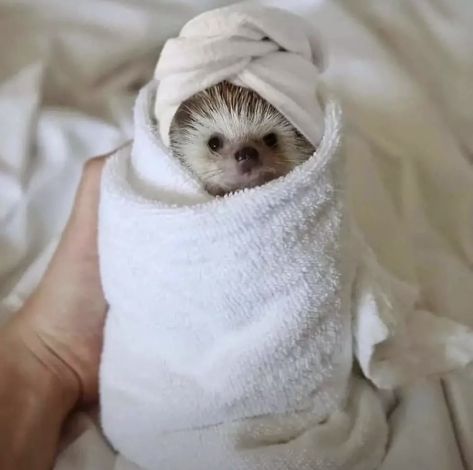 Funny Hedgehog, Hedgehog Pet, Baby Hedgehog, A Hedgehog, Cute Hedgehog, Super Cute Animals, Silly Animals, Cute Animal Photos, Cute Animal Pictures