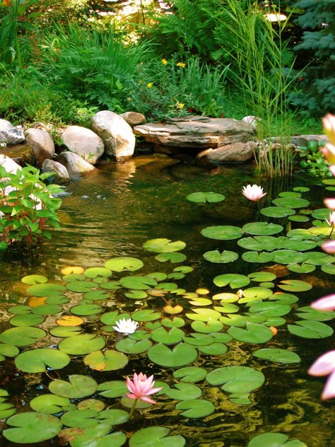 Water Landscape Photography, Lily Pads Photography, Lily Pond Photography, Pond Reference, Lilypad Photography, Lily Pad Lake, Aesthetic Pond, Pond With Lily Pads, Pond Background