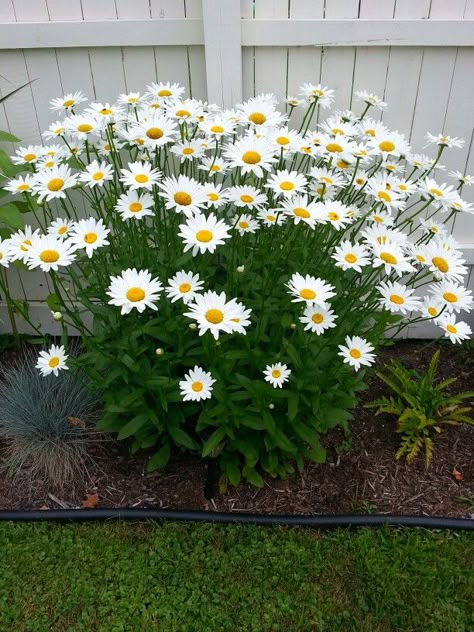 Garden Daisies, Shasta Daisy, Daisy Garden, Backyard Garden Landscape, Front Yard Garden Design, Container Gardening Flowers, Garden Decor Projects, Moon Garden, Beautiful Flowers Garden