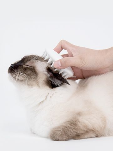 Cat Gloves, Combing Hair, Cat Massage, Cat Cleaning, Massage Brush, Pet Bag, Bath Brushes, Cat Supplies, Pet Cat