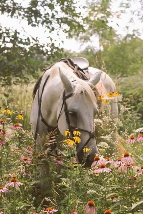 Christina Aesthetic, Mia Core, Equestrian Aesthetic, Horse Aesthetic, Cottage Core Aesthetic, Equestrian Life, White Horses, Cute Horses, Horse Life