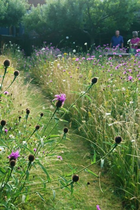 Mini Meadow, Wild Flower Meadow, Meadow Garden, Pallet Garden, Wildlife Gardening, Have Inspiration, Wildflower Garden, Beautiful Flowers Garden, Natural Garden