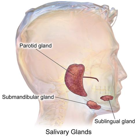 @dailymedicalcase shared a photo on Instagram: “The salivary glands are exocrine glands that produce saliva through a system of ducts. Humans have three paired major salivary glands…” • Jun 30, 2022 at 2:53pm UTC Exocrine Gland, Parotid Gland, Oral Pathology, Human Digestive System, Facial Nerve, Salivary Gland, Parasympathetic Nervous System, What Is The Difference Between, Anatomy And Physiology