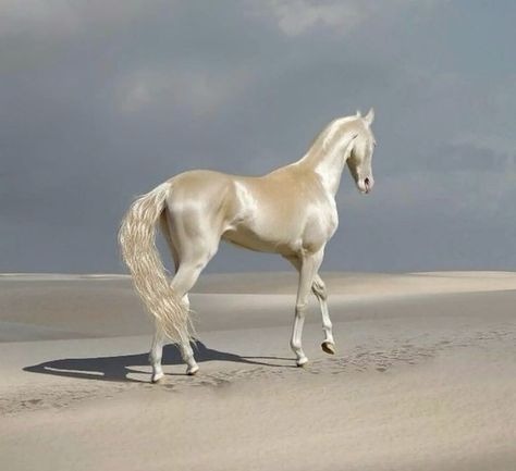 Akhal-teke, Ahal Teke, Akhal Teke Horses, Rare Horses, Golden Horse, Alternative Universe, Akhal Teke, Horse Aesthetic, Most Beautiful Horses