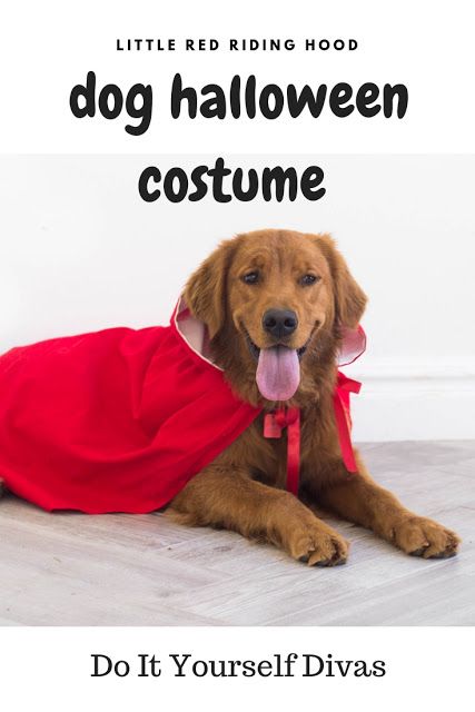 do it yourself divas: DIY Little Red Riding Hood Cloak Halloween Costume for Dog or Pet - Video Tutorial Diy Dog Cape, Dog Cape Pattern Sewing, Dog Cape Pattern, Dog Capes, Red Riding Hood Cloak, Hood Cloak, No Sew Cape, Cloak Pattern, Diy Cape