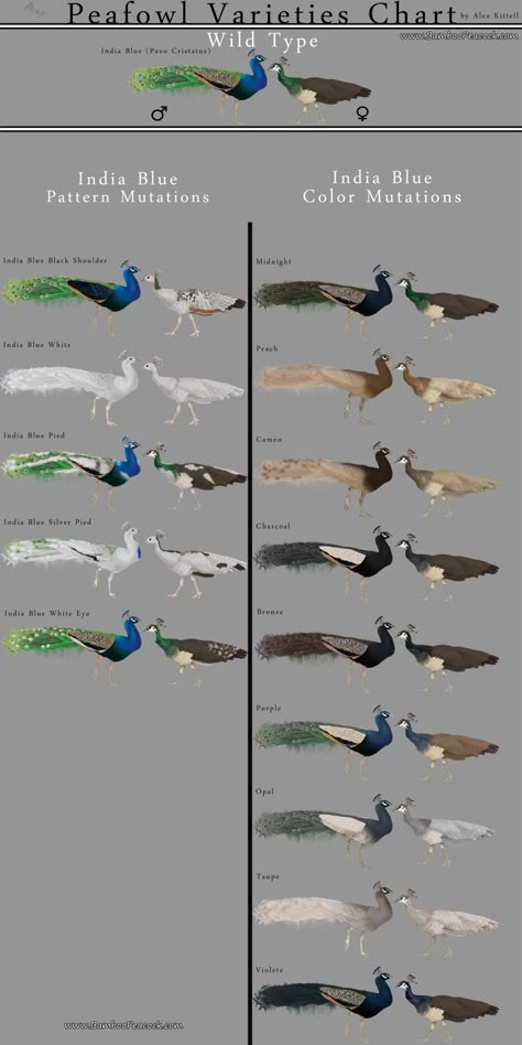 Peafowl Varieties Chart | BackYard Chickens Indian Peafowl, Different Types Of Birds, Peacock And Peahen, Types Of Birds, Peacock Colors, Bird Aviary, Peacock Bird, Peacock Color, Game Birds