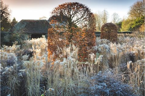 Walled garden designed by Arne Maynard. Miscanthus sinensis Malepartus, Miscanthus sinensis Kleine Fontane, Miscanthus sinensis Gracillimus, Fagus sylvatica purpurea, copper beech Miscanthus Sinensis Malepartus, Miscanthus Sinensis Gracillimus, Arne Maynard, Miscanthus Sinensis, Fagus Sylvatica, Orchard Garden, Copper Beech, Sun Perennials, Winter Vegetables