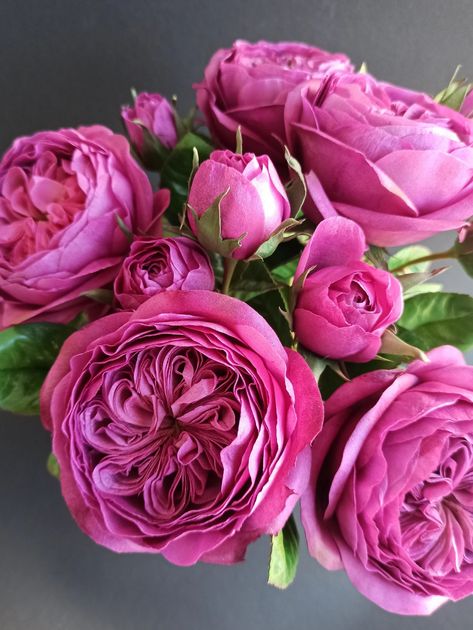 David Austin Cabbage Rose, Juliet Rose, Realistic Peony Rose for Vase, English Garden Rose, Bride Wedding Masora Bouquet, Magenta Color - Etsy.de Rose Bride, Juliet Rose, David Austin Rose, Austin Rose, Cabbage Rose, Magenta Color, Peony Rose, Garden Rose, David Austin Roses