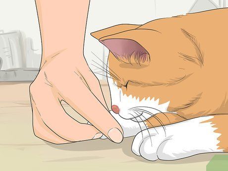 How to Tame a Feral Cat: 14 Steps (with Pictures) - wikiHow Animal Shelter Cat Room Ideas, Stray Cat Shelter Diy, Feral Cat Shelter, Dinosaur Lamp, Feral Cat House, Feral Kittens, Meds For Dogs, Cow Cat, Feral Cat