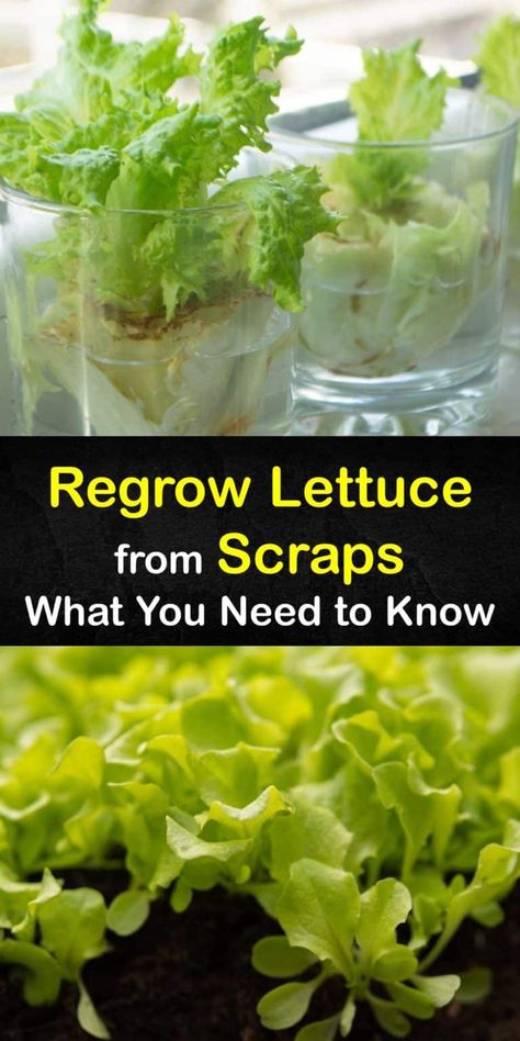 Planting Lettuce Scraps - Growing Lettuce in Water How To Grow Spring Onions From Scraps, Grow Lettuce From Scraps, How To Grow Romaine Lettuce From Scraps, Regrow Lettuce, Romaine Lettuce Growing, How To Grow Lettuce, Planting Lettuce, Grow Lettuce, Types Of Lettuce