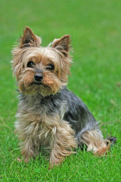 Yorkshire Terrier Haircut, Yorkie Haircuts, Top Dog Breeds, Positive Dog Training, Silky Terrier, Dog Exercise, Yorkshire Terrier Puppies, Yorkie Dogs, Yorkshire Terriers