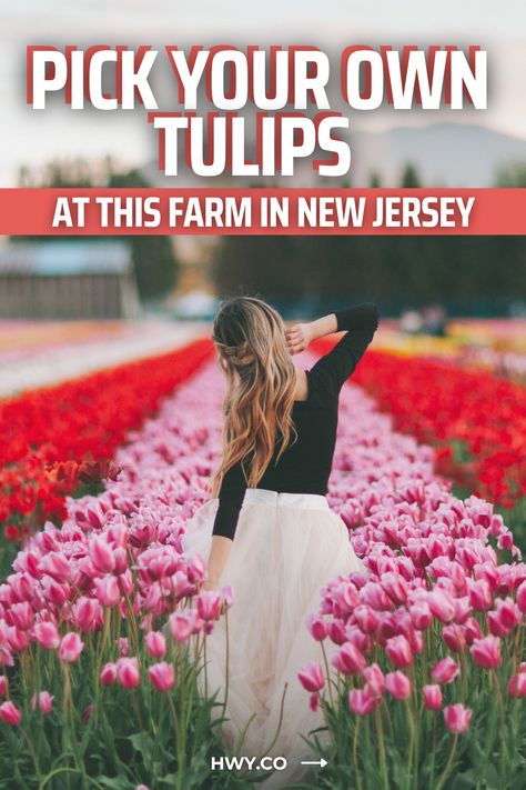 You don't need to tiptoe through the tulips at Holland Ridge Farms. In fact, this tulip farm in NJ lets you pick your own tulips! Pick Your Own Tulips At This Farm in New Jersey Holland Ridge Farm, Tiptoe Through The Tulips, Tulip Farm, Tulip Season, Farm Business, Flower Festival, Us Road Trip, Tulip Fields, New Farm