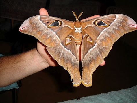 Hercules Moth, WOW he is BIG Hercules Moth, Giant Leopard Moth, Io Moth, Leopard Moth, Cecropia Moth, Large Moth, Rosy Maple Moth, Moth Species, Sunset Moth