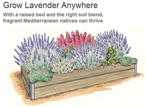 See how to grow lavender anywhere Lavender Planters, Harvesting Lavender, Grow Lavender, Lavender Bedding, Raised Flower Beds, Growing Lavender, Dry Garden, Lavender Garden, Lavender Plant