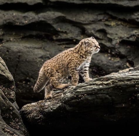 The KodKod wild cat Kodkod Cat, Wild Cat Species, Turtle Facts, Small Wild Cats, Sand Cat, Cat Species, Cat Family, Cute Wild Animals, Cute Cats And Dogs