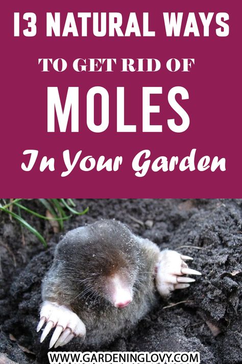 Dawn And Castor Oil To Get Rid Of Moles, How To Keep Moles Out Of The Garden, Dawn Dish Soap To Get Rid Of Moles, How To Get Rid Of A Mole, Moles In Yard Get Rid Of, How To Get Rid Of Moles In Your Yard, How To Get Rid Of Moles In Yard, How To Get Rid Of Moles, Mole Removal Yard