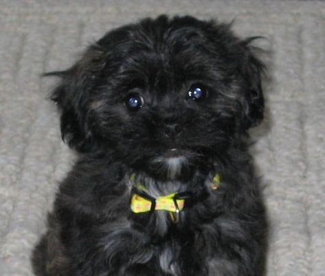 Learn More About the Shih Tzu Poodle Mix aka the Shih-poo - Dogable Shitzu Poodle, Shih Tzu Poodle Mix, Shih Tzu Rescue, Shih Poo Puppies, Poodle Mix Puppies, Shih Tzu Poodle, Daisy Dog, Shih Poo, Toy Fox Terriers