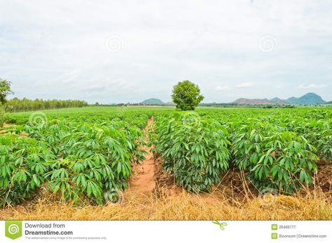 Photo about Cassava plant cultivation in Thailand. Image of cloud, cultivate, crop - 26466777 Cassava Plant, Stock Photography Free, Design Background, Mandala Design, Stock Photography, Thailand, Stock Images, Plants, Photography