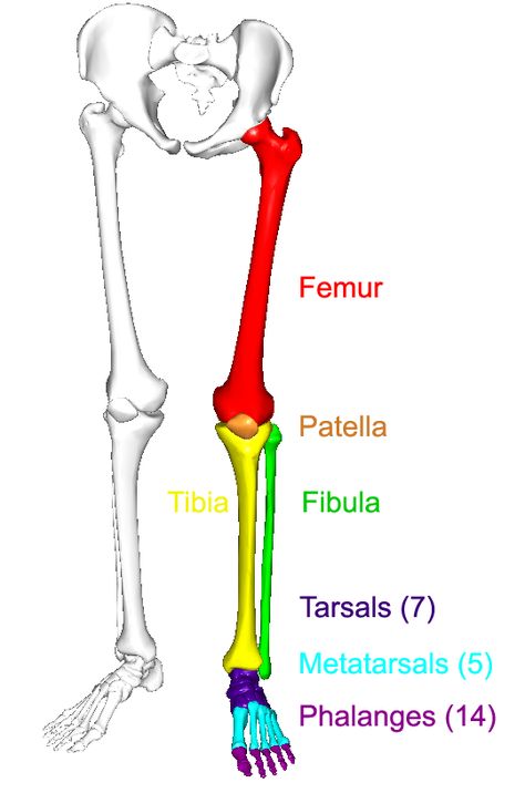 Leg Drawing, Anatomy Notes, Body Bones, Anatomy Bones, Drawing Legs, Study Biology, Leg Bones, Human Body Anatomy, Lower Limb