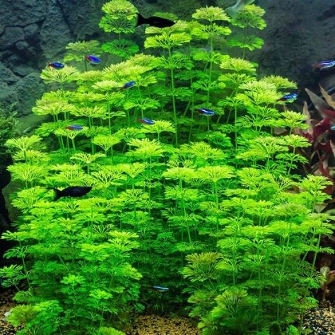 Lobelia Cardinalis, Biotope Aquarium, Plants Tropical, Fresh Water Fish Tank, Live Aquarium Plants, Aquarium Landscape, Fish Feed, Tropical Aquarium, Aquascape Aquarium