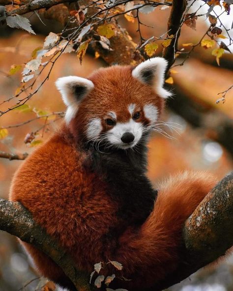 Red Panda Crafts, Red Panda Photography, Red Panda Aesthetic, Red Panda Habitat, Red Pandas Cute, Red Panda Wallpaper, Panda Crafts, Panda Habitat, Panda Puns