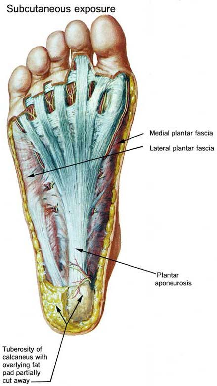 Plantar fasciitis?  Could be just a simple navicular malposition.  Get checked! What Is Fascia, Muscle Structure, Foot Anatomy, Studio Pilates, Bodybuilding Diet, Muscle Anatomy, Nurse Stuff, Health Ideas, Myofascial Release