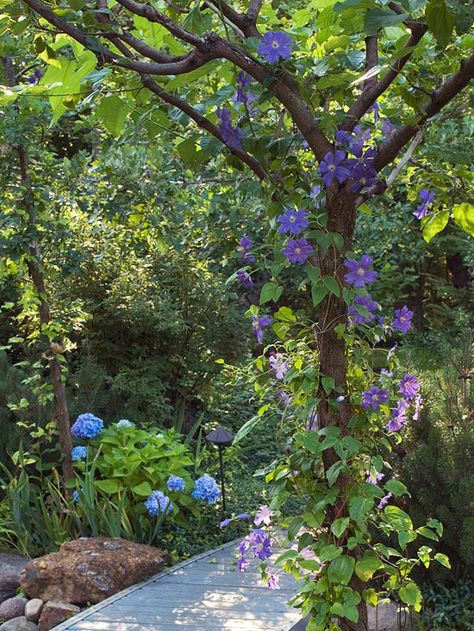 Cottage Landscaping, Shady Gardens, Shade Landscaping, Shady Garden, Garden Shade, Shade Garden Design, Shade Gardening, Woodland Gardens, Backyard Trees