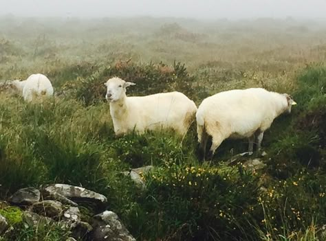 Irish Mythology Aesthetic, Gaelic Aesthetic, Ireland Spring, Ireland Aesthetic Vintage, Vintage Irish Aesthetic, Ireland Cottagecore, Irish Folklore Aesthetic, Irish Coast Aesthetic, Irish Countryside Aesthetic