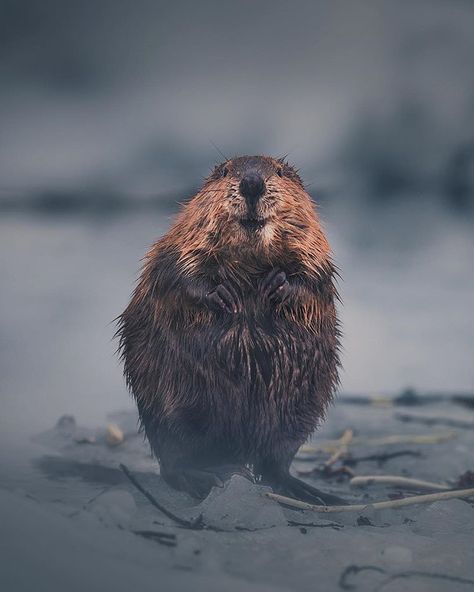 ~ Last spring I had a rare chance to photograph and observe few beaver fellas. During the winter months they often enjoy the warmth of… Beaver Aesthetic, Animal Love Quotes, Cute Animals With Funny Captions, Scary Animals, Giada De Laurentiis, Interesting Animals, Teacup Puppies, Love Pet, Funny Animal Pictures