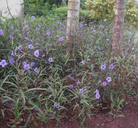 When you see a plant blooming its head off in a strip of compacted dirt between a parking lot and concrete wall in rainless, nasty July, ... Mexican Petunia, Petunia Plant, Gardening Zones, Southern Garden, Blue And Purple Flowers, Ground Cover Plants, Water Hyacinth, Plant Pictures, Different Plants