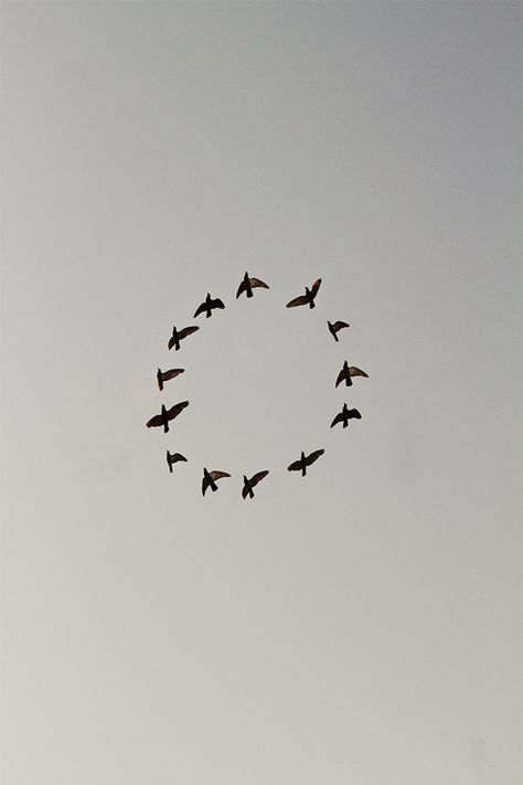 Flying In The Sky, Flock Of Birds, Birds Flying, Land Art, A Circle, Bird Feathers, Birdy, White Photography, Eagles