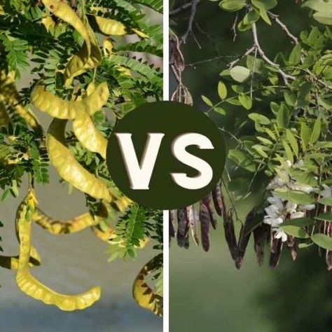 Honey Locust vs Black Locust: What’s The Difference Between Both Honey Locust Tree, Locust Tree, Live Earth, Tree Identification, Honey Locust, Plant Pests, Permaculture Design, Invasive Plants, Fast Growing Trees