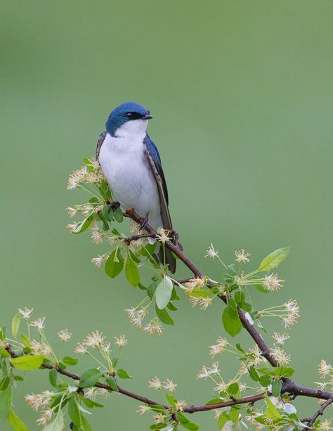 Bird Parakeet, Tree Swallow, Blue Swallow, Mom Aesthetic, Animals Photography, Retro Stuff, Bird Wings, Blue Birds, Photo Frame Gallery