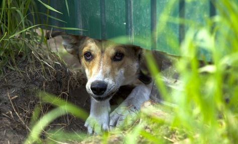 Many dogs are unfortunately skilled at digging their way to freedom. Stop your dog from digging under the fence with these surefire solutions! Fence For Dogs, Dog Digging, Dog Ball Launcher, Invisible Fence, Prevention Month, Electric Fence, Dog Fence, Dog Safety, Lost Pets