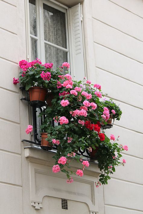 Paris apartment window with geraniums in flower boxes Balcony Flower Box, Window House, Window Box Plants, Window Boxes Diy, Apartment Balcony Garden, Window Box Flowers, Balcony Flowers, Flower Window, Garden Windows