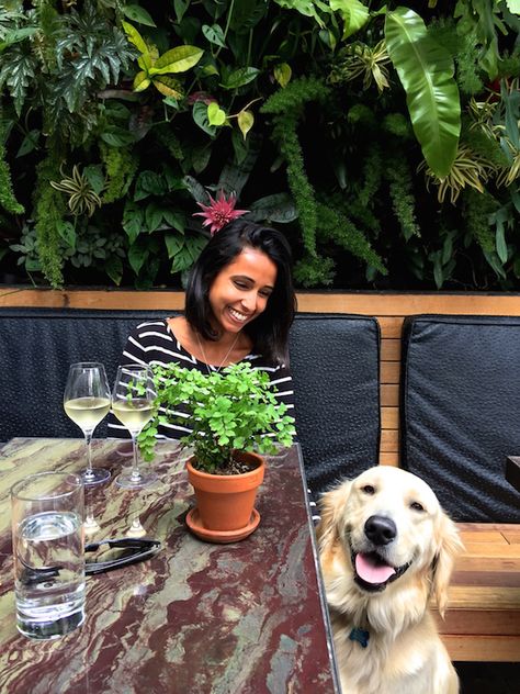 Patio on Goldfinch — dog-friendly restaurants in San Diego // My SoCal'd Life Dog At Restaurant, Dog Friendly Restaurant, Restaurants In San Diego, Dog Restaurant, Do Not Disturb Sign, Bon Apetit, San Diego Restaurants, Dog Cafe, San Diego Travel