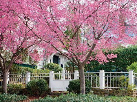 okame cherry tree Growing Cherry Trees, Spring Blooming Trees, Ornamental Cherry, Japanese Cherry Tree, Flowering Cherry Tree, Cherry Trees, Blooming Trees, Shade Trees, Cherry Blossom Tree