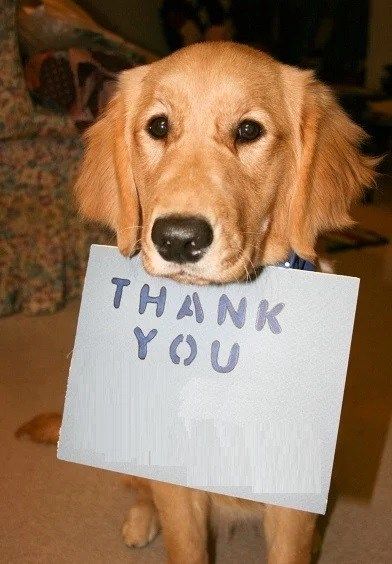 Dog Saying Thank you Thank You Funny Picture, Meme Thank You, Thank You Images Funny, Thanks Meme, Thank You Memes, Dog Hello, Golden Dogs, Funny Reactions, Thank You Pictures