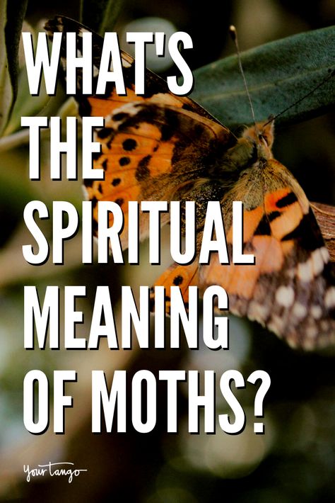 What Is The Spiritual Meaning Of A Moth? | YourTango #zodiac #spiritual What Do Moths Symbolize, Black Moth Spiritual Meaning, Meaning Of Moth Tattoo, White Moth Meaning, Moth Symbolism Meaning, Moth Spiritual Meaning, Moth Meaning, Moth Symbolism, Moth Tattoo Meaning