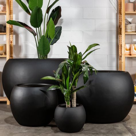 Black ball fiberglass pots Fiberglass Pots Planters, Black Planters, Fiberglass Planters, Concrete Planter, Office Inspo, Cement Planters, Big Balls, Concrete Planters, Big Size