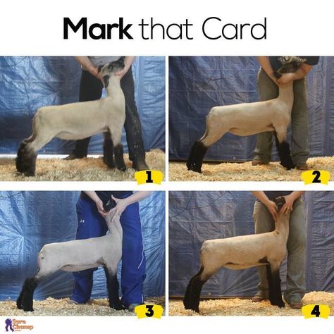 Can use for on the lamb livestock judging quiz. Sheep Showing, Show Lambs, Katahdin Sheep, Lamb Pictures, Ag Science, Livestock Quotes, Livestock Judging, Isaiah 60 22, Raising Cattle