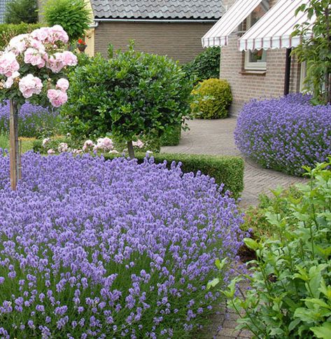 Perennial of the Week - Lavender 'Munstead' Lavandula Hidcote, Munstead Lavender, Lavender Varieties, English Lavender, Dried Bouquet, Lavender Plant, Sandy Soil, Lavandula Angustifolia, Lavender Flowers